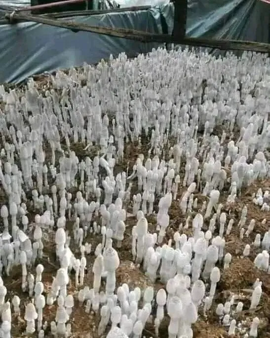 benda dikira hantu © Instagram