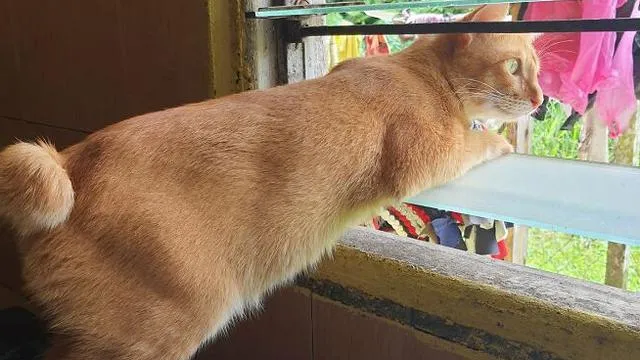 potret hewan ngintip © berbagai sumber