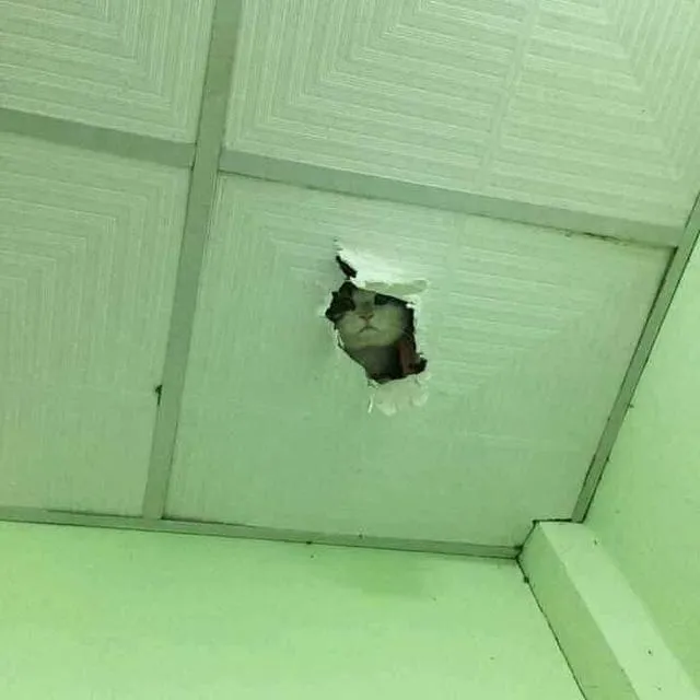 potret hewan ngintip © berbagai sumber