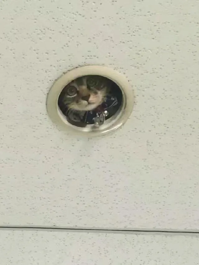 potret hewan ngintip © berbagai sumber