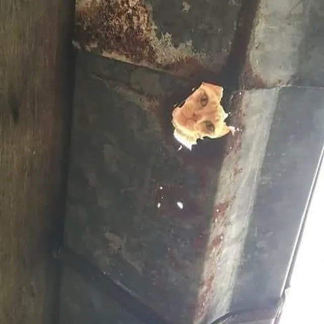 potret hewan ngintip © berbagai sumber