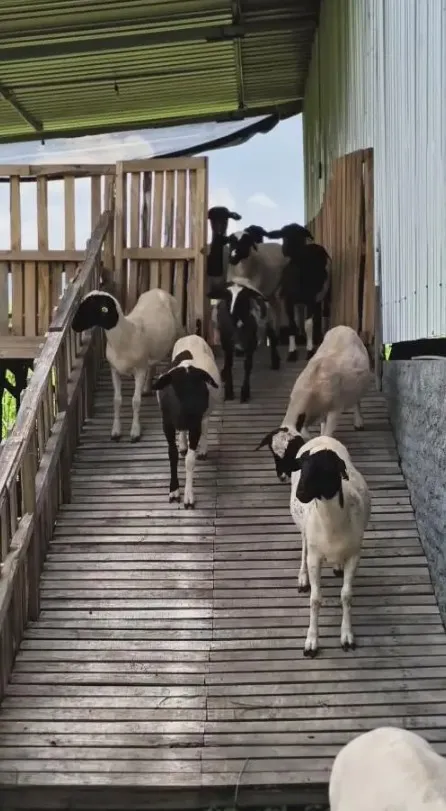 Ditto dan Ayudia punya peternakan © Instagram