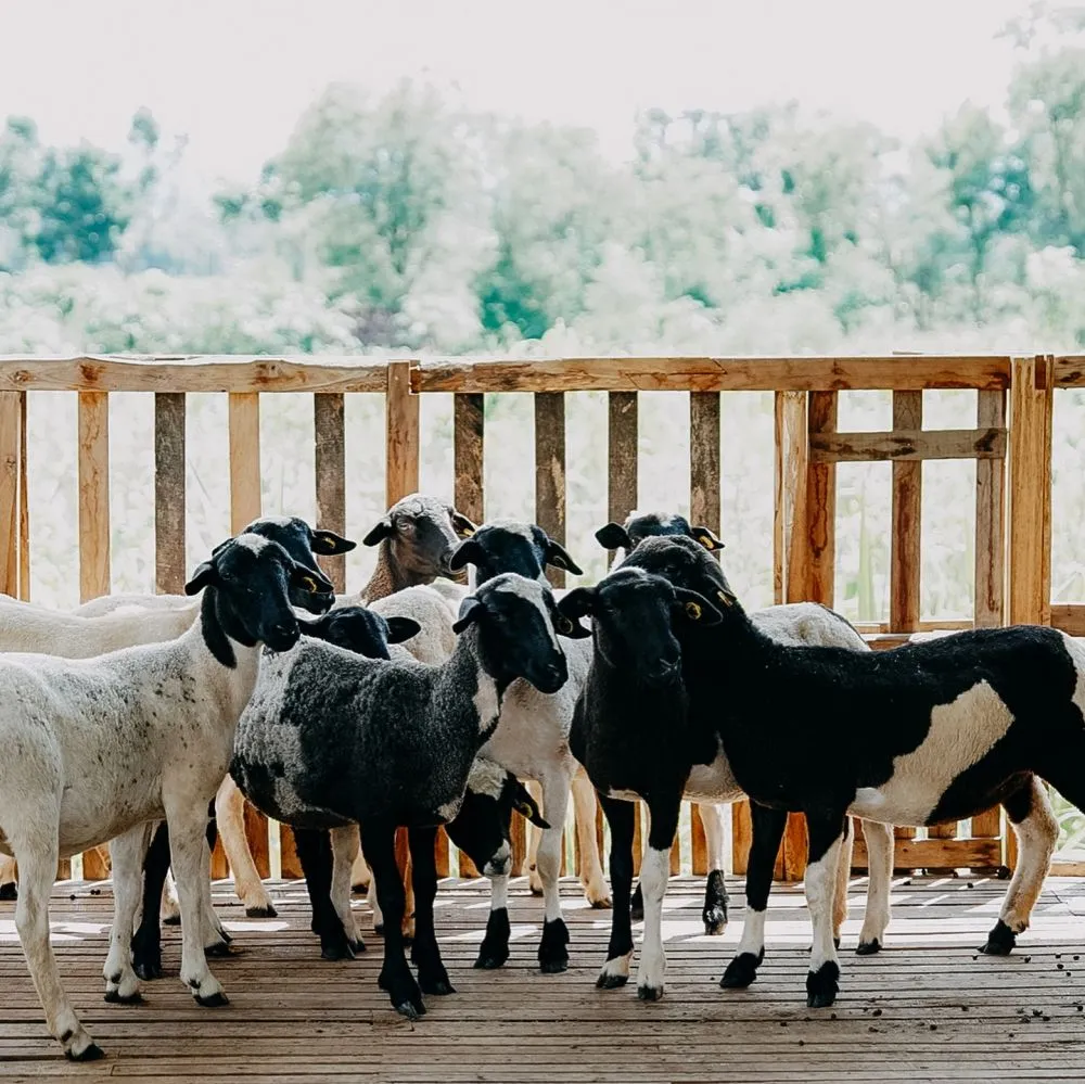 Ditto dan Ayudia punya peternakan © Instagram