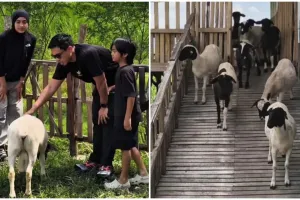 Berawal dari suka makan kambing, Ditto dan Ayudia kini punya peternakan di Klaten, ini 9 potretnya