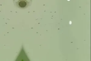 Trik ampuh mengusir kutu beras andalkan 2 bahan dapur, auto kabur dalam hitungan menit