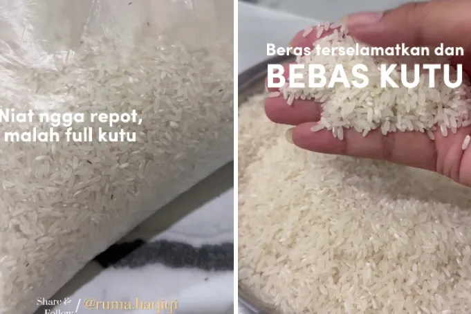 Trik ampuh mengusir kutu beras andalkan 2 bahan dapur, auto kabur dalam hitungan menit