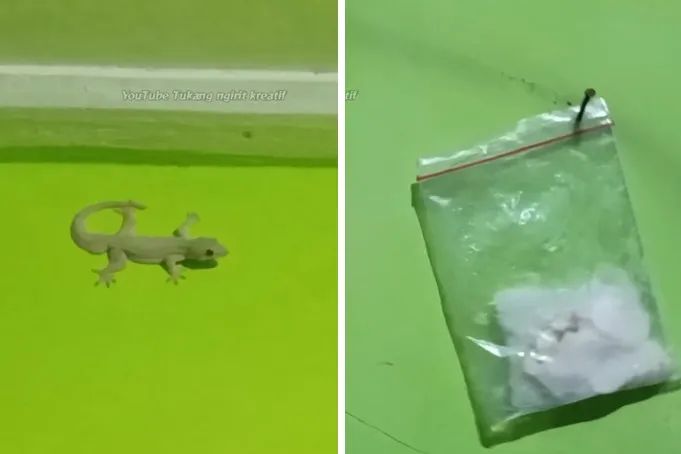 Tanpa meletakkan perangkap, ini cara ampuh mengusir cicak cukup bikin ramuan dari 2 bahan dapur