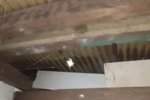 Cukup pakai 1 bahan dapur, begini cara mengusir laba-laba agar tak bikin sarang lagi di rumah