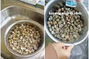 Tak perlu direndam berjam-jam, ini cara bersihkan kerang dari pasir cukup pakai 1 bahan dapur
