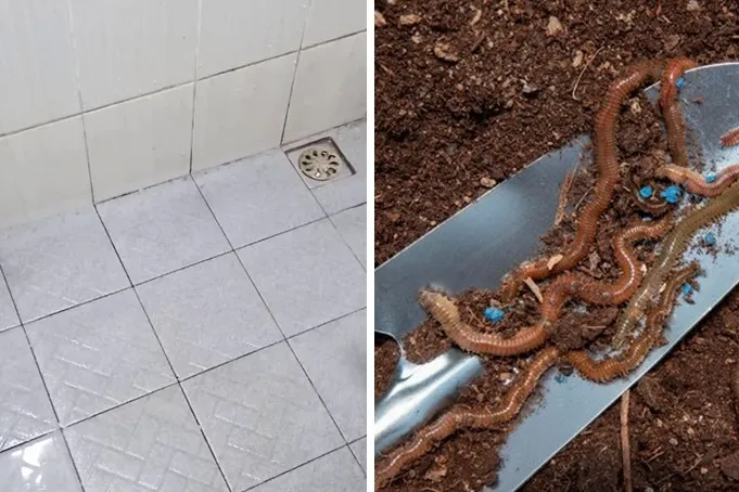 Andalkan 2 bahan dapur, begini trik ampuh membasmi cacing di kamar mandi agar tak muncul lagi