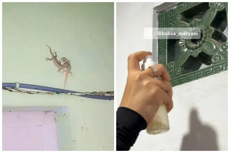Tak perlu bikin racikan khusus, ini trik agar rumah tak didatangi cicak dan kecoak pakai 1 bahan dapur