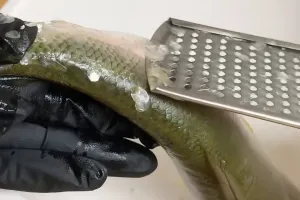 Tak perlu pisau, trik bersihkan sisik ikan ini lebih cepat dan aman tanpa khawatir tangan lecet
