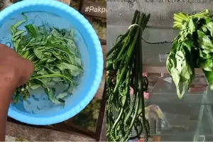 Jangan dibuang, ini trik kembalikan sayur pakis dan kangkung layu jadi segar lagi bak baru dipetik