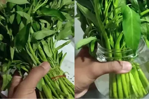 Jangan dibuang, ini trik kembalikan sayur pakis dan kangkung layu jadi segar lagi bak baru dipetik