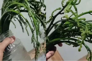 Jangan dibuang, ini trik kembalikan sayur pakis dan kangkung layu jadi segar lagi bak baru dipetik