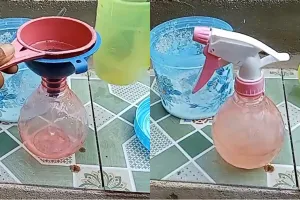 Tak usah beli obat pengusir serangga, ini cara bikin ramuan pembasmi semut cuma modal 2 bumbu dapur