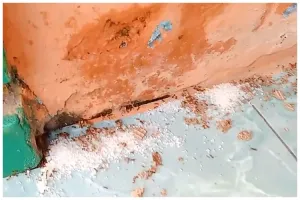 Tak usah beli obat pengusir serangga, ini cara bikin ramuan pembasmi semut cuma modal 2 bumbu dapur