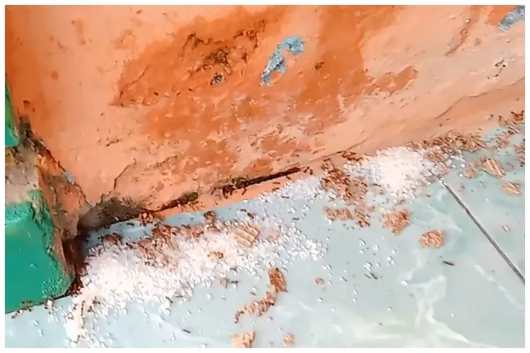 Tak usah beli obat pengusir serangga, ini cara bikin ramuan pembasmi semut cuma modal 2 bumbu dapur