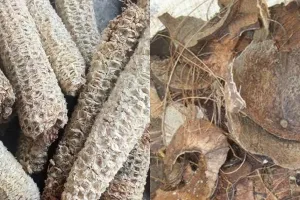 Simpel cuma andalkan 1 ampas dapur, ini trik masak lele asap agar smokey dan matang sempurna