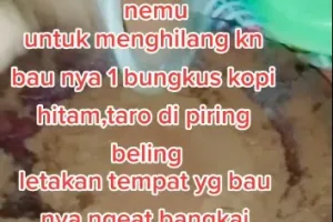 Cara simpel menghilangkan bau bangkai tikus di rumah, ampuh cuma modal 1 bahan minuman