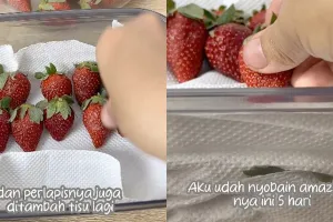 Bukan dimasukkan freezer, ini cara simpan stroberi agar tak busuk sampai 5 hari pakai 1 alat sederhana