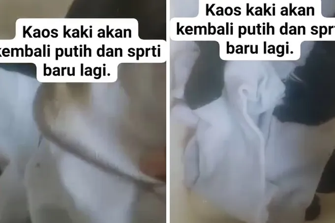 Cuma direndam, ini trik cuci kaus kaki dekil dan kotor agar putih seperti baru pakai 3 bahan dapur