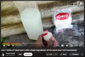 Tanpa pupuk kimia khusus, ini trik agar tanaman cepat berbuah cuma modal 3 bahan dapur