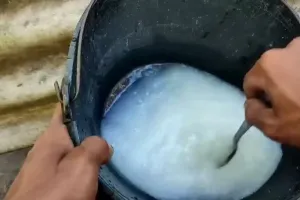 Tanpa pupuk kimia khusus, ini trik agar tanaman cepat berbuah cuma modal 3 bahan dapur