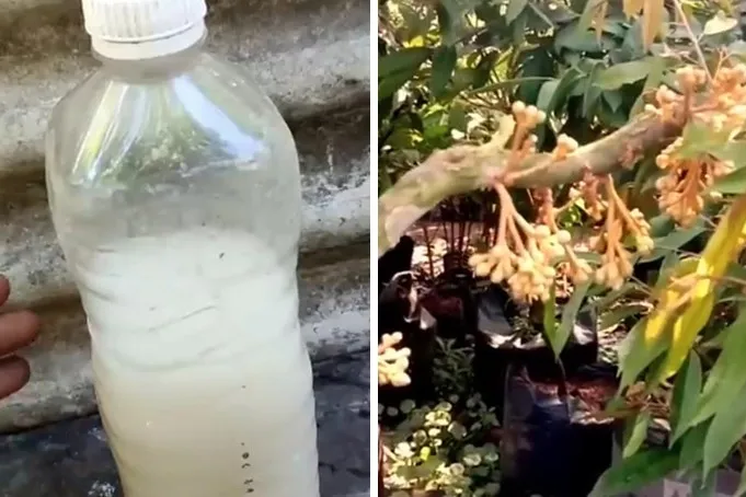 Tanpa pupuk kimia khusus, ini trik agar tanaman cepat berbuah cuma modal 3 bahan dapur
