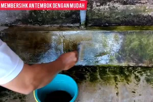 Auto luntur dalam sekali usap, ini cara bersihkan lumut menahun di tembok cuma dalam 1 menit