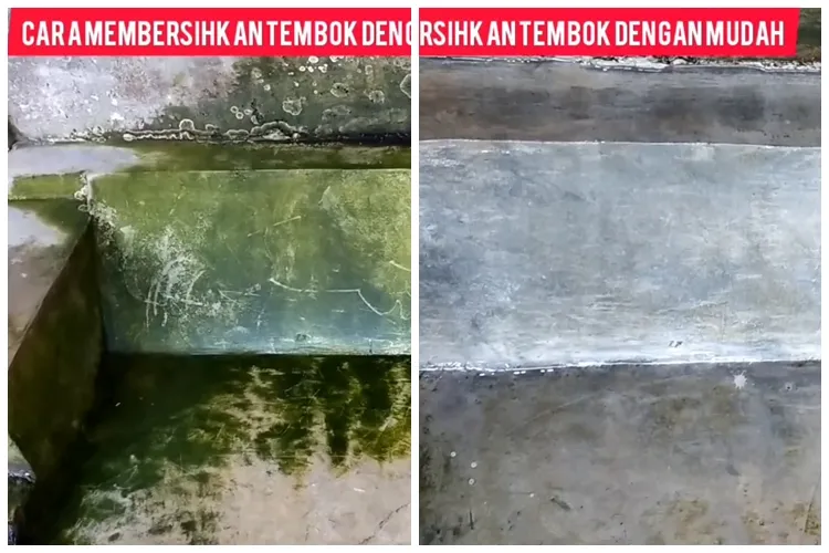 Auto luntur dalam sekali usap, ini cara bersihkan lumut menahun di tembok cuma dalam 1 menit