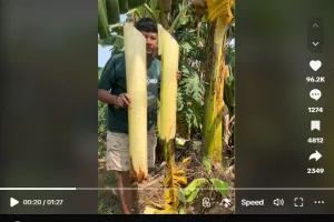 Trik bikin keripik gedebog pisang agar bebas getah, tak pahit, dan renyah andalkan 1 bahan dapur