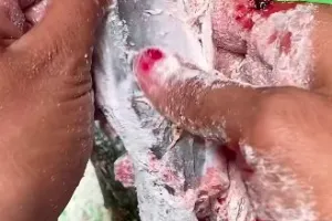 Bukan dicuci berulang kali, ini cara cepat hilangkan lendir lele pakai 1 bahan makanan