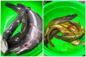 Bukan dicuci berulang kali, ini cara cepat hilangkan lendir lele pakai 1 bahan makanan