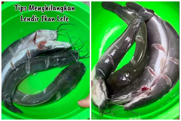 Bukan dicuci berulang kali, ini cara cepat hilangkan lendir lele pakai 1 bahan makanan