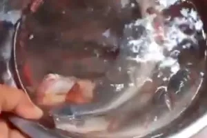 Bukan terigu atau air jeruk nipis, ini cara ampuh hilangkan lendir lele cuma pakai 2 bahan makanan