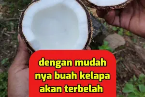 Bukan pakai pisau besar, pria ini punya cara antimainstream membelah batok kelapa dalam sekali ketuk