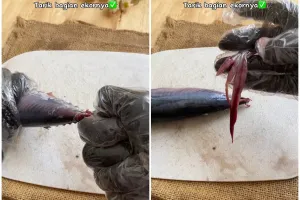 Jangan cuma dibuang insangnya, ini trik mengolah ikan tongkol supaya tidak bikin lidah gatal