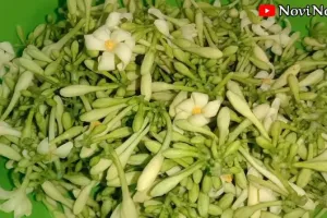 Warna tetap hijau dan antipahit, begini cara rebus bunga pepaya cukup tambah 3 bahan sederhana