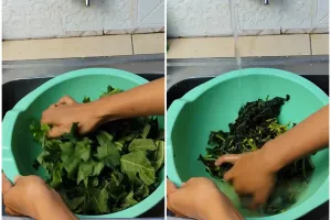 Jangan cuma direbus, ini trik masak daun pepaya agar tak pahit dan warnanya tetap hijau cerah