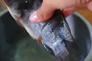 Tak perlu air asam jawa, trik hilangkan bau amis ikan agar lebih sedap dan antilengket saat digoreng