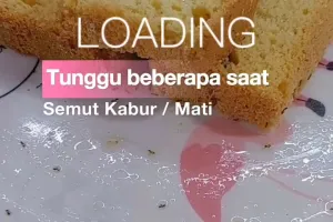 Jangan dibuang, begini trik mengatasi roti kering yang dikerumuni semut agar layak dikonsumsi lagi