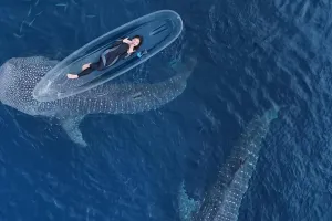 9 Potret Tiara Andini pamer liburan bareng hiu paus Sherly dan Bima, seru pol