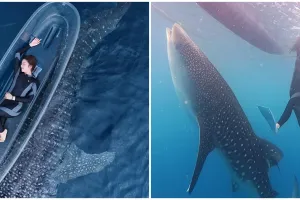 9 Potret Tiara Andini pamer liburan bareng hiu paus Sherly dan Bima, seru pol