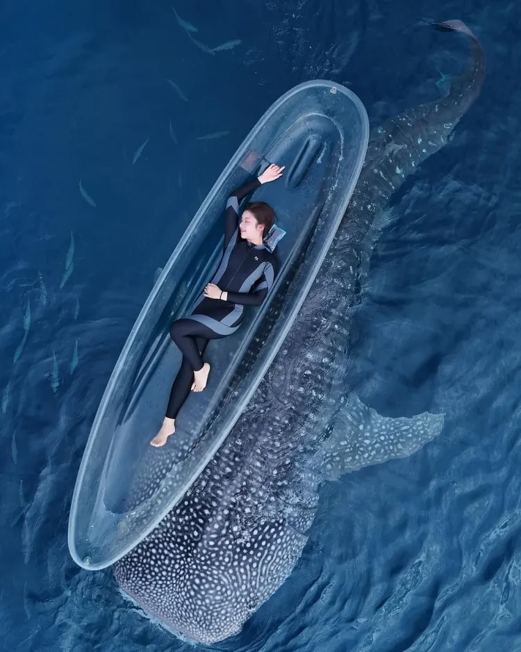 9 Potret Tiara Andini pamer liburan bareng hiu paus Sherly dan Bima, seru pol