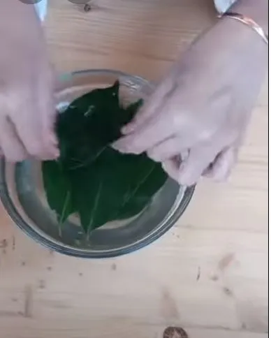 cara membersihkan karang gigi pakai daun salam berbagai sumber cara membersihkan karang gigi pakai daun salam berbagai sumber