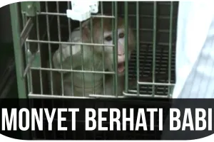 Monyet berhati Babi, kok bisa?
