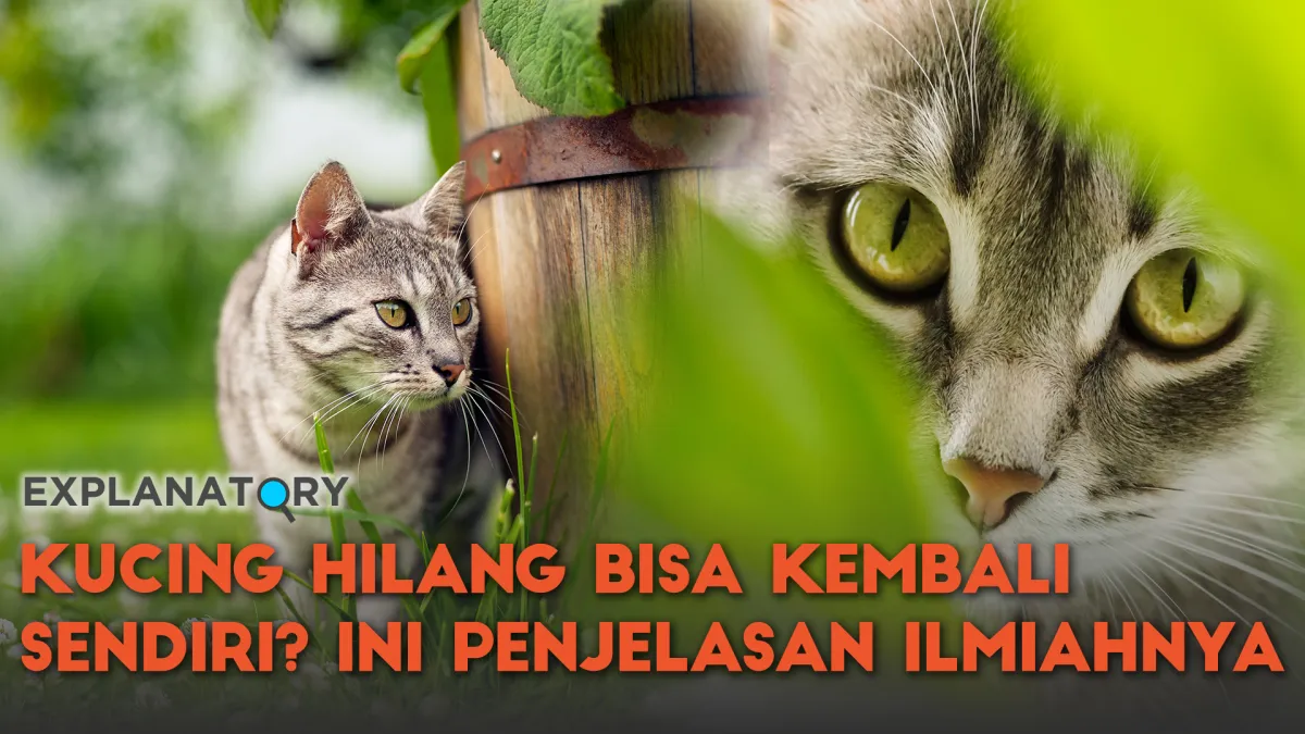 Kenapa Kucing Hilang Bisa Kembali Sendiri ke Rumah? Ini Penjelasannya