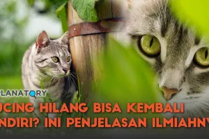 Kenapa Kucing Hilang Bisa Kembali Sendiri ke Rumah? Ini Penjelasannya